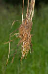 Ozark sedge